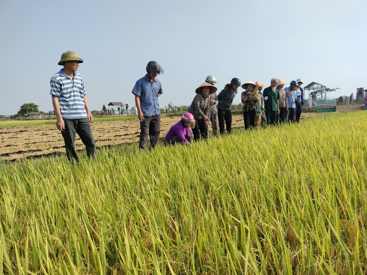 bà con nông dân thăm quan mô hình lúa hương châu 6